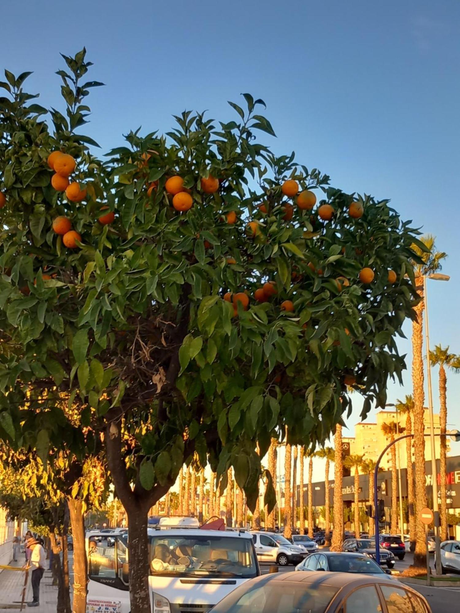 Macarena III Apartments, 300 Meter Zu Playa Del Cura Torrevieja Dış mekan fotoğraf